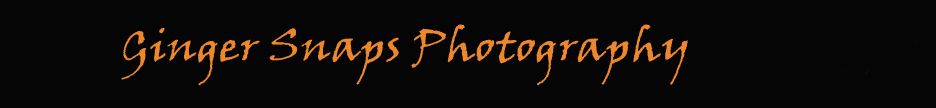 Ginger Snaps Photography